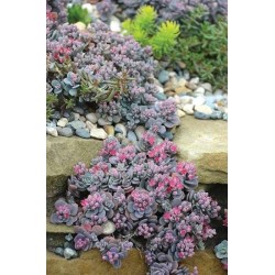 Sedum SUNSPARKLER Cosmic Comet - Varjúháj