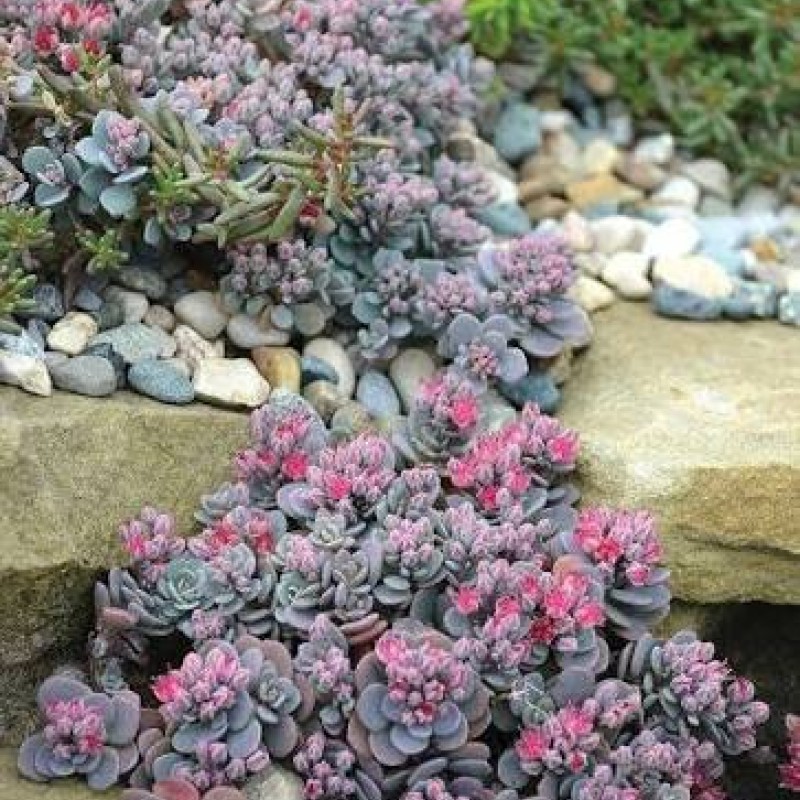 Sedum SUNSPARKLER Cosmic Comet - Varjúháj