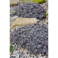 Sedum SUNSPARKLER Cosmic Comet - Varjúháj