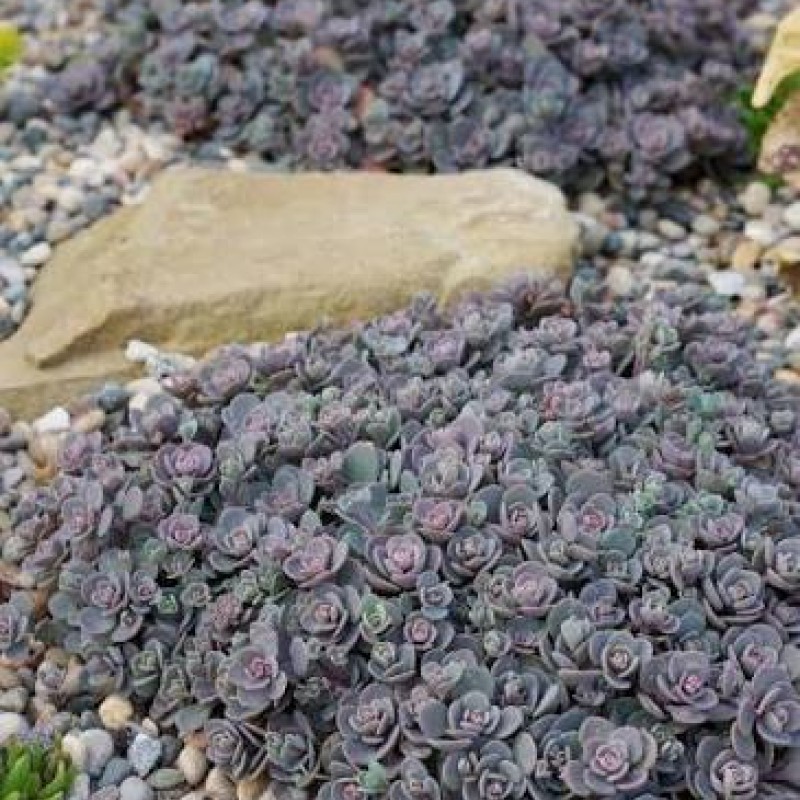 Sedum SUNSPARKLER Cosmic Comet - Varjúháj
