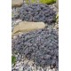 Sedum SUNSPARKLER Cosmic Comet - Varjúháj