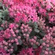 Sedum SUNSPARKLER Cosmic Comet - Varjúháj