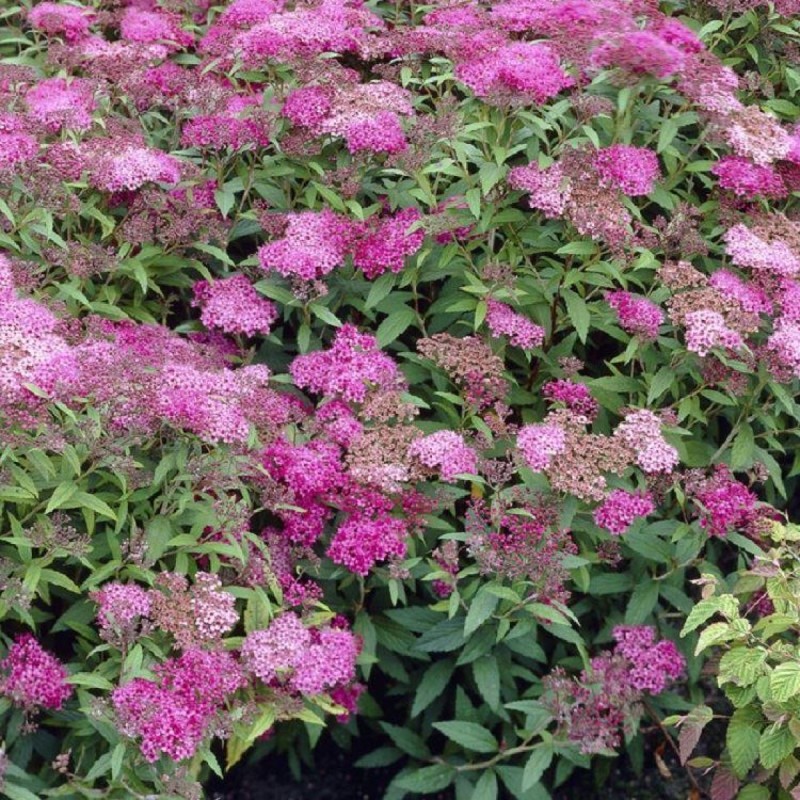 Spirea japonica ‘Crispa’ - Gyöngyveszö