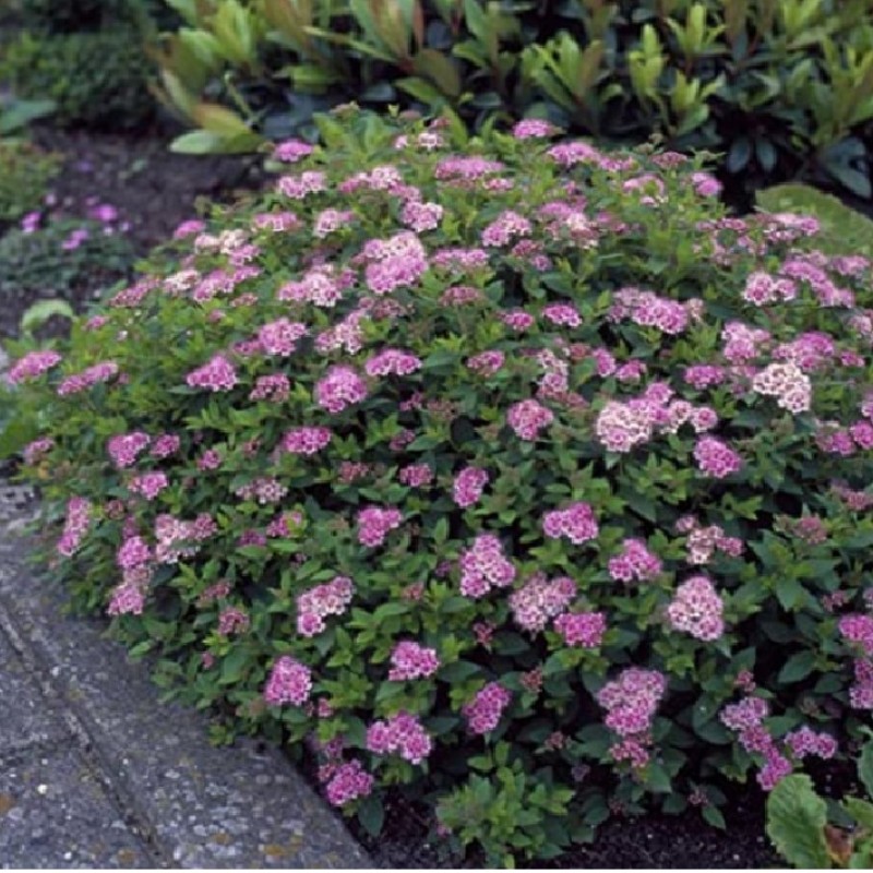 Spirea japonica ‘Crispa’ - Gyöngyveszö