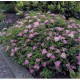 Spirea japonica ‘Crispa’ - Gyöngyveszö
