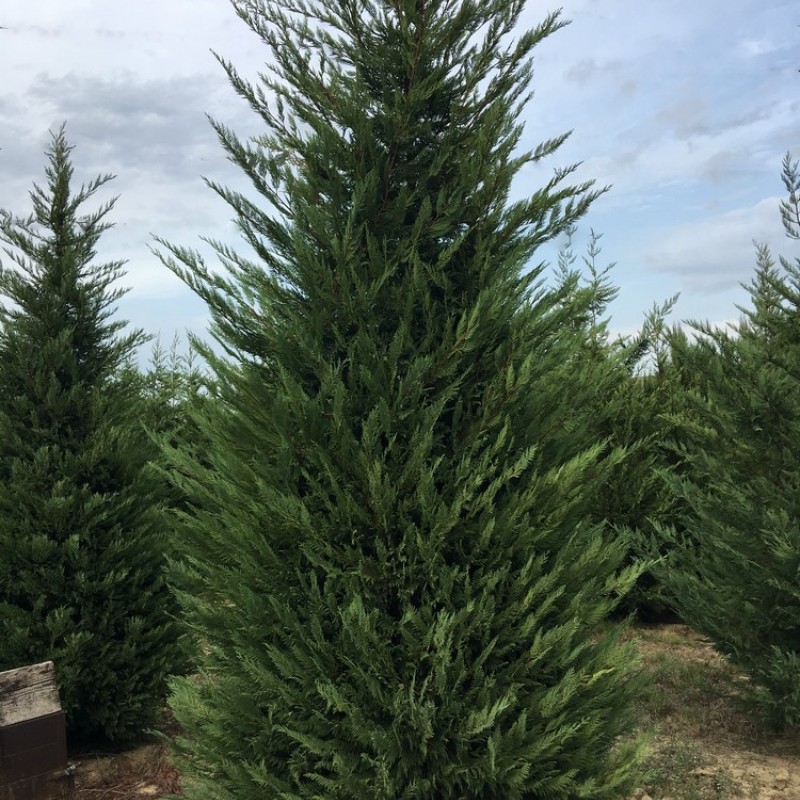 Leylandii Ciprus 60-80 cm (Cupressocyparis Leylandii)