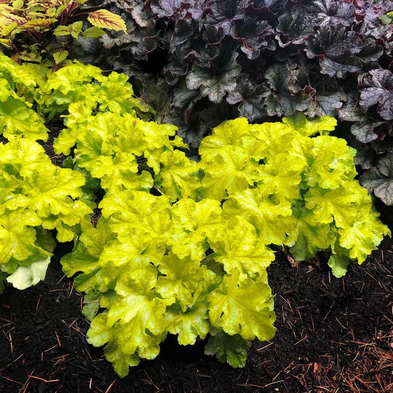 Heuchera Curly Lemon – Tűzeső