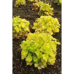Heuchera Curly Lemon – Tűzeső