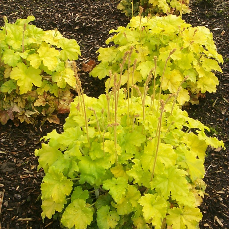 Heuchera Curly Lemon – Tűzeső