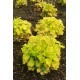 Heuchera Curly Lemon – Tűzeső