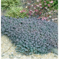Sedum cyaneum ‘Sachalin’ - Varjúháj