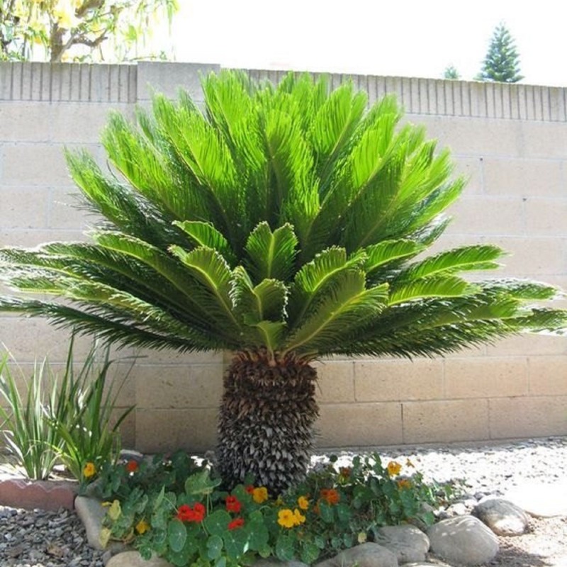 Cycas revoluta - Szágópálma 