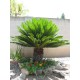 Cycas revoluta - Szágópálma 