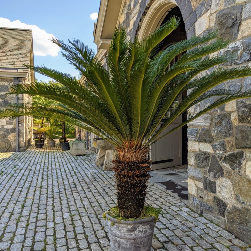 Cycas revoluta - Szágópálma 