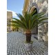 Cycas revoluta - Szágópálma 