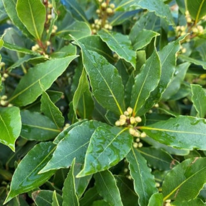 Laurus nobilis - Nemes Babér C2