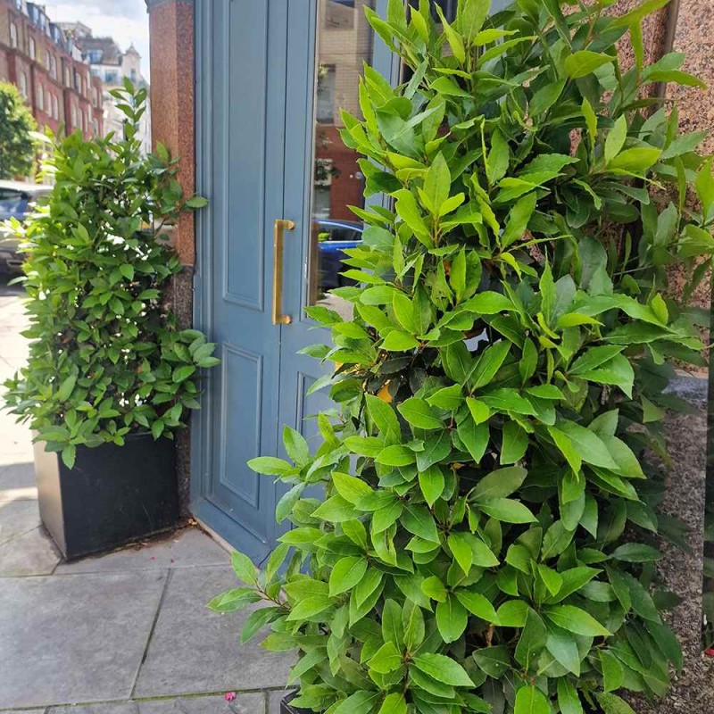 Laurus nobilis - Nemes Babér C2