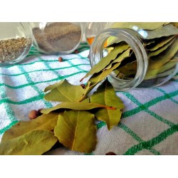 Laurus nobilis - Nemes Babér C2