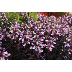 Penstemon digitalis Dakota - Bíborlevelű Bugatölcsér