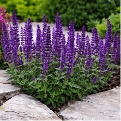 Salvia nemorosa ‘Marvel Dark Blue’ – Kék ligeti zsálya
