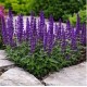 Salvia nemorosa ‘Marvel Dark Blue’ – Kék ligeti zsálya