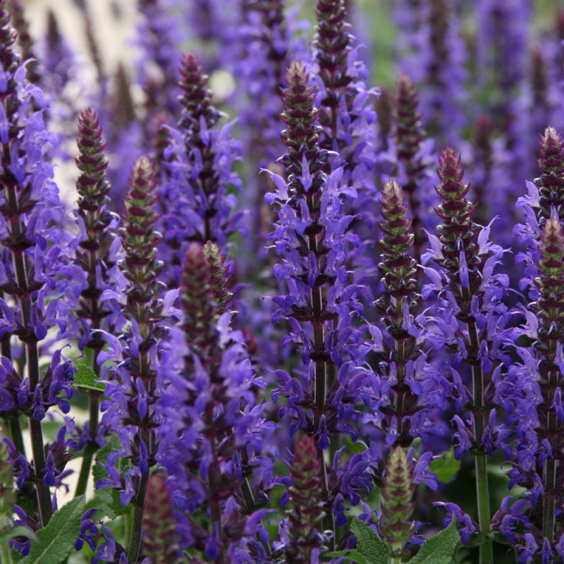 Salvia nemorosa ‘Marvel Dark Blue’ – Kék ligeti zsálya