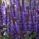 Salvia nemorosa ‘Marvel Dark Blue’ – Kék ligeti zsálya