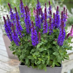 Salvia nemorosa ‘Marvel Dark Blue’ – Kék ligeti zsálya