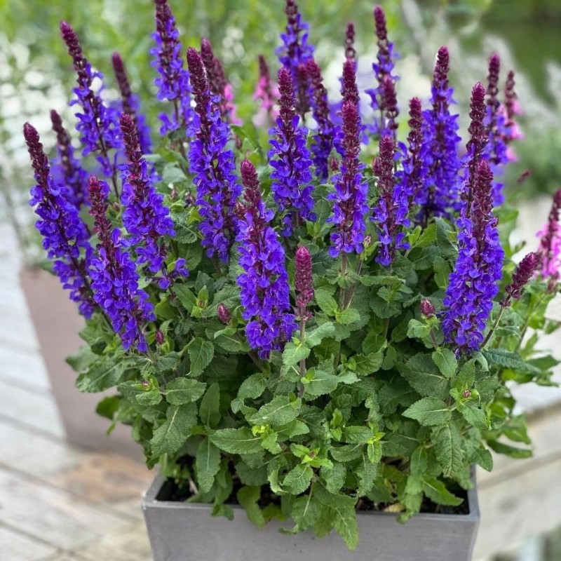 Salvia nemorosa ‘Marvel Dark Blue’ – Kék ligeti zsálya