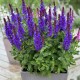Salvia nemorosa ‘Marvel Dark Blue’ – Kék ligeti zsálya