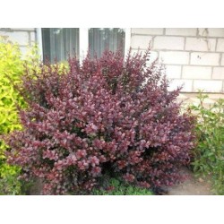 Berberis thunbergii ‘Dart’s Red Lady’ - Japán borbolya
