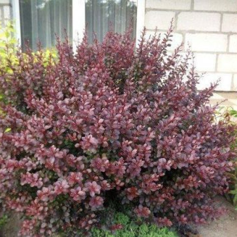 Berberis thunbergii ‘Dart’s Red Lady’ - Japán borbolya