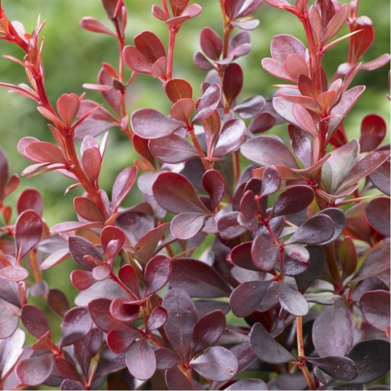 Berberis thunbergii ‘Dart’s Red Lady’ - Japán borbolya