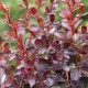 Berberis thunbergii ‘Dart’s Red Lady’ - Japán borbolya