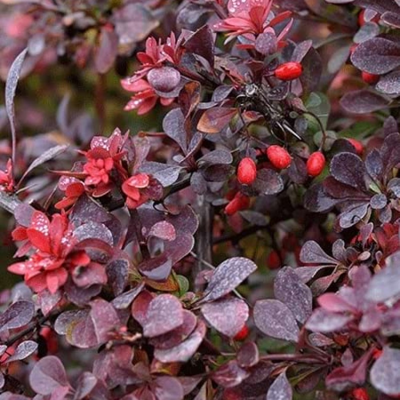 Berberis thunbergii ‘Dart’s Red Lady’ - Japán borbolya