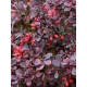 Berberis thunbergii ‘Dart’s Red Lady’ - Japán borbolya