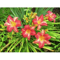 Hemerocallis 'Cherry Cheeks' (Sásliliom)
