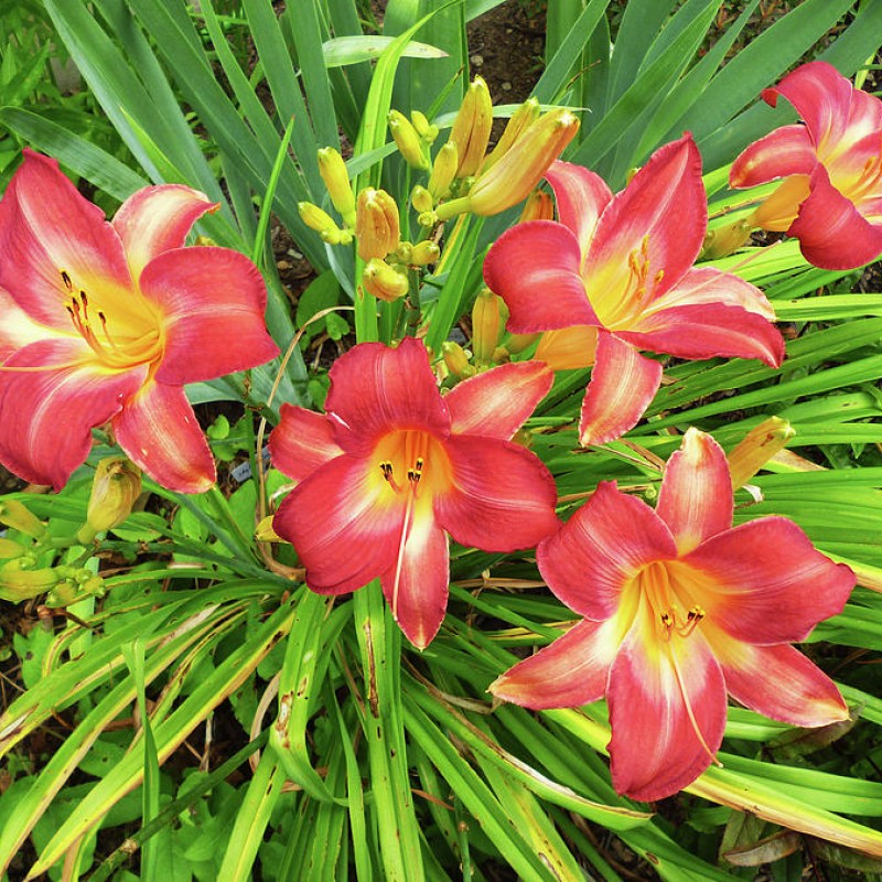 Hemerocallis 'Cherry Cheeks' (Sásliliom)