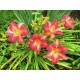 Hemerocallis 'Cherry Cheeks' (Sásliliom)