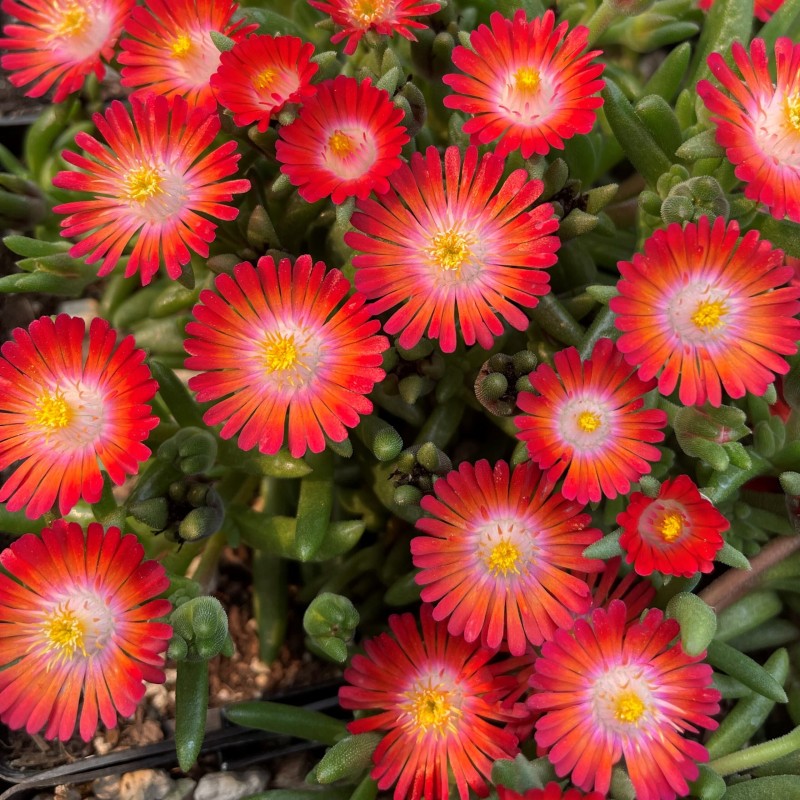 Delosperma „Jewel of Desert Grenade” - Kristályvirag
