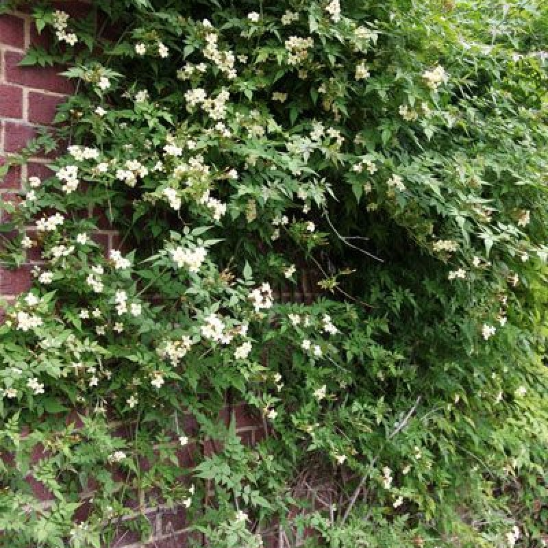 Jasminum officinale ‘Devon Cream’ 