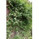 Jasminum officinale ‘Devon Cream’ 