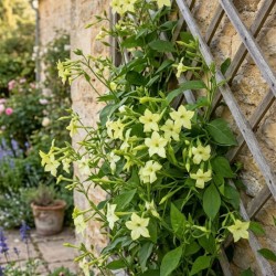 Jasminum officinale ‘Devon Cream’ 
