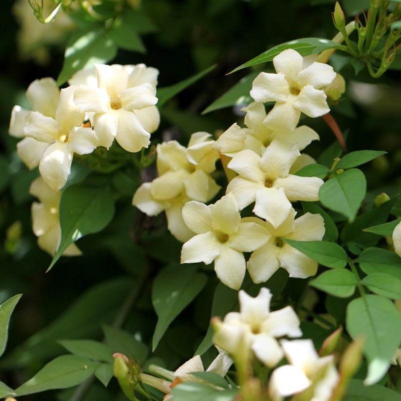 Jasminum officinale ‘Devon Cream’ 