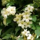 Jasminum officinale ‘Devon Cream’ 