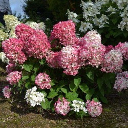 Hydrangea paniculata ‘Pink Diamond’ - Bugás hortenzia