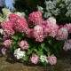 Hydrangea paniculata ‘Pink Diamond’ - Bugás hortenzia