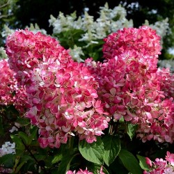Hydrangea paniculata ‘Pink Diamond’ - Bugás hortenzia