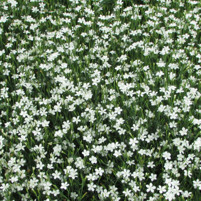 Dianthus deltoides ‘Albus’ - Mezei szegfű