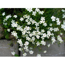 Dianthus deltoides ‘Albus’ - Mezei szegfű